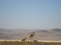 image of ibex
