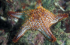 image of starfish