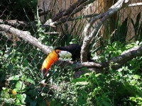 image of toucan