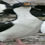image of bird