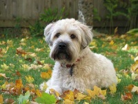 image of wheaten_terrier #16
