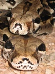 image of boa_constrictor
