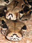 image of boa_constrictor #8