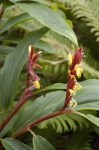 image of flower