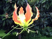 image of flower