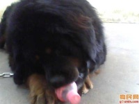 image of tibetan_mastiff