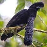 image of umbrella_bird