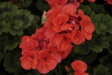 image of geranium #25