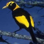 image of regent_bowerbird #1