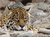 image of jaguar_car