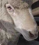 image of animal