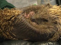 image of hedgehog