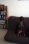 image of doberman