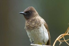 image of bulbul