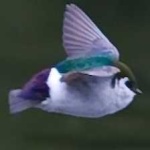 image of bird