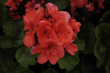 image of flower