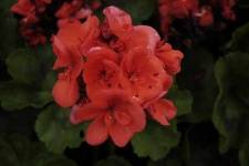 image of geranium #16