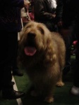 image of otterhound