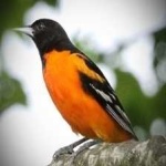 image of bird