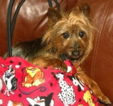 image of silky_terrier