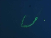image of nematode