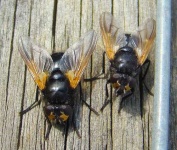 image of fly