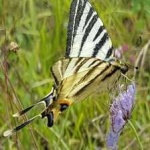 image of animal