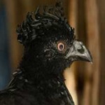 image of bird