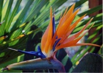 image of bird_of_paradise_flower #79