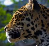 image of jaguar_car