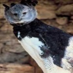 image of harpy_eagle #7