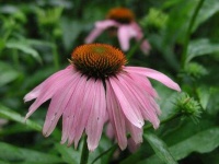 image of flower
