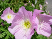 image of flower