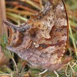 image of animal