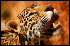 image of jaguar_car
