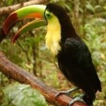 image of bird