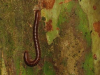 image of animal