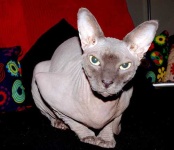 image of animal