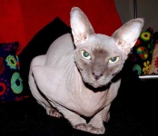 image of sphynx #21