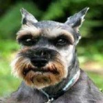 image of schnauzer #28