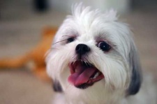 image of shih_tzu