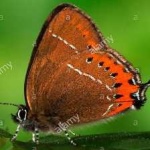 image of animal