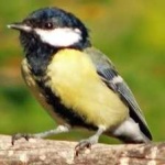 image of bird
