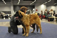 image of leonberg