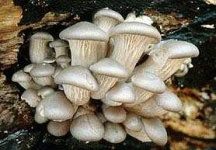 image of hen_of_the_woods