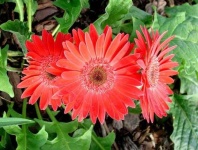 image of flower