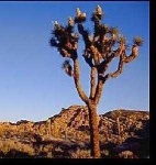 image of joshua_tree