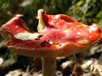 image of agaric