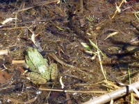 image of bullfrog