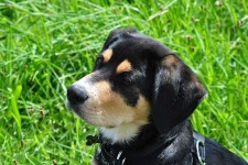 image of entlebucher
